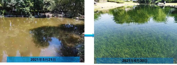 范蠡湖-風(fēng)吹柳岸依依在，煙暗湖